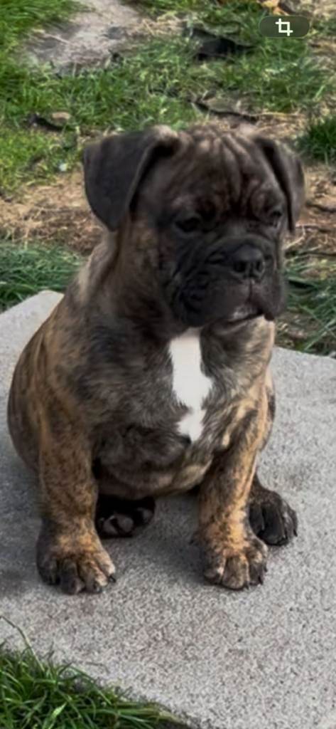English Bulldog x French Bulldog puppies