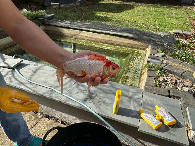 Various Koi Fish on Sale