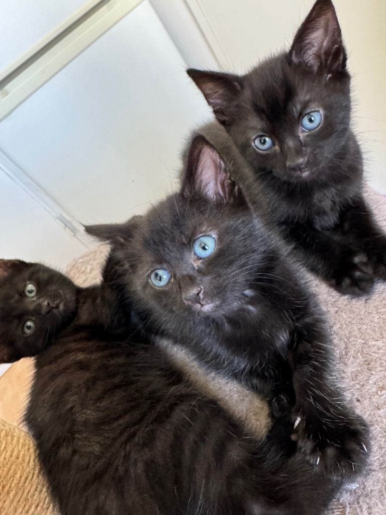 Lovely kittens 