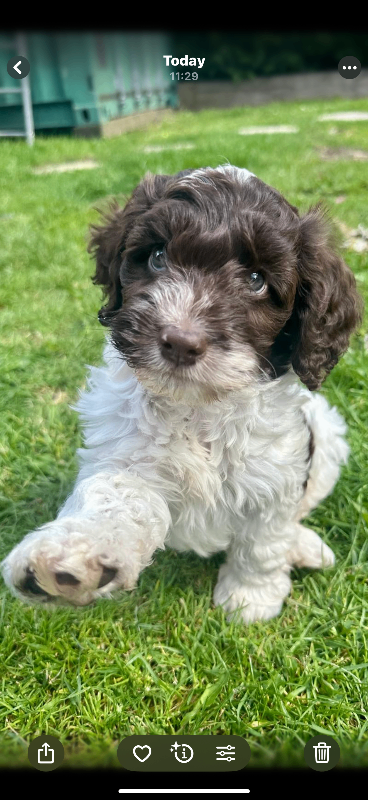 Gorgeous f1 cockapoo puppy 