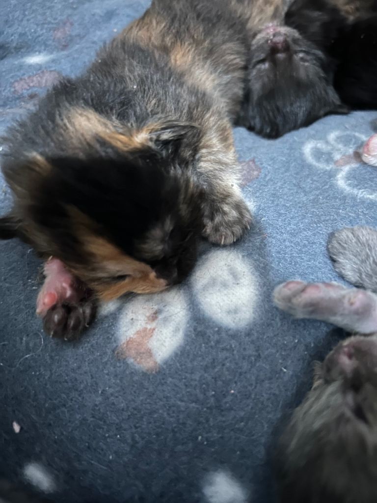 mainecoon kittens 
