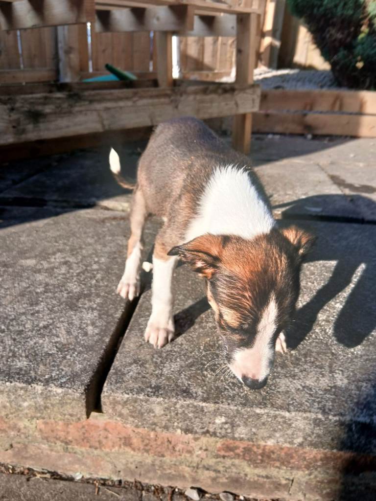 Boy lurcher pup