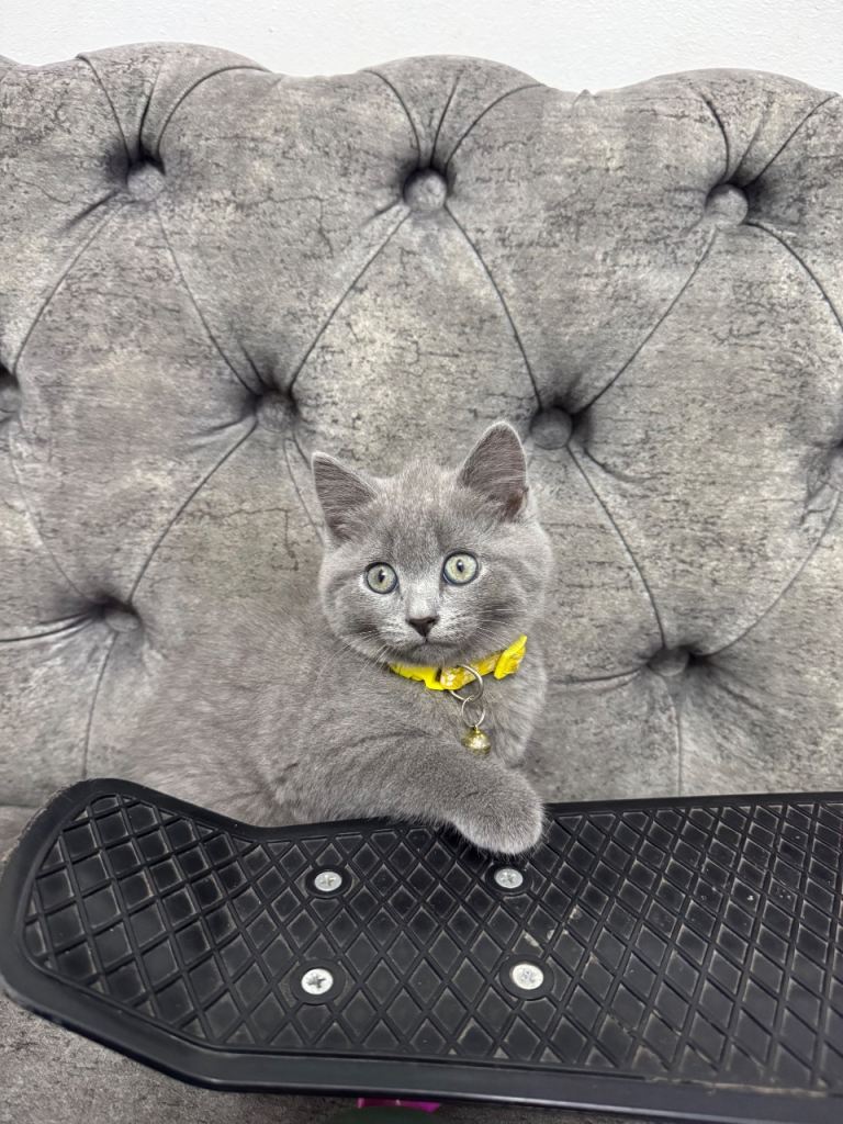 5 british short hairs kitten for sale 