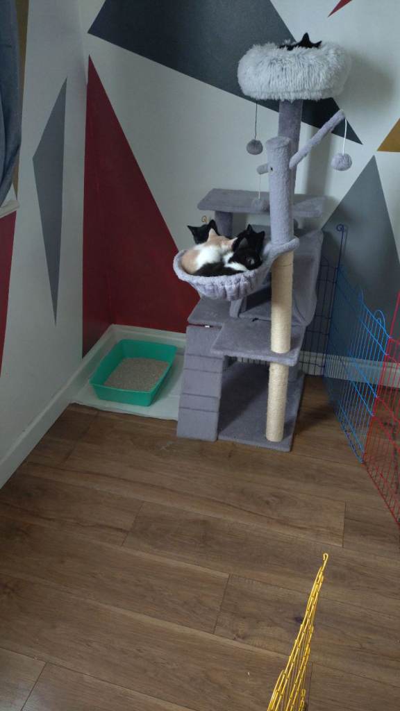 Kittens 
