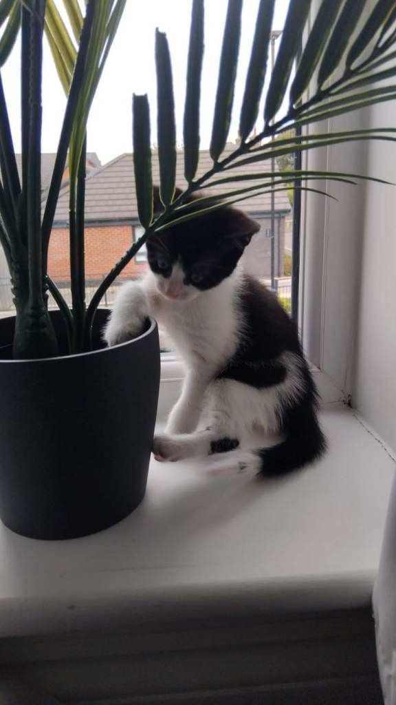 Kittens for sale