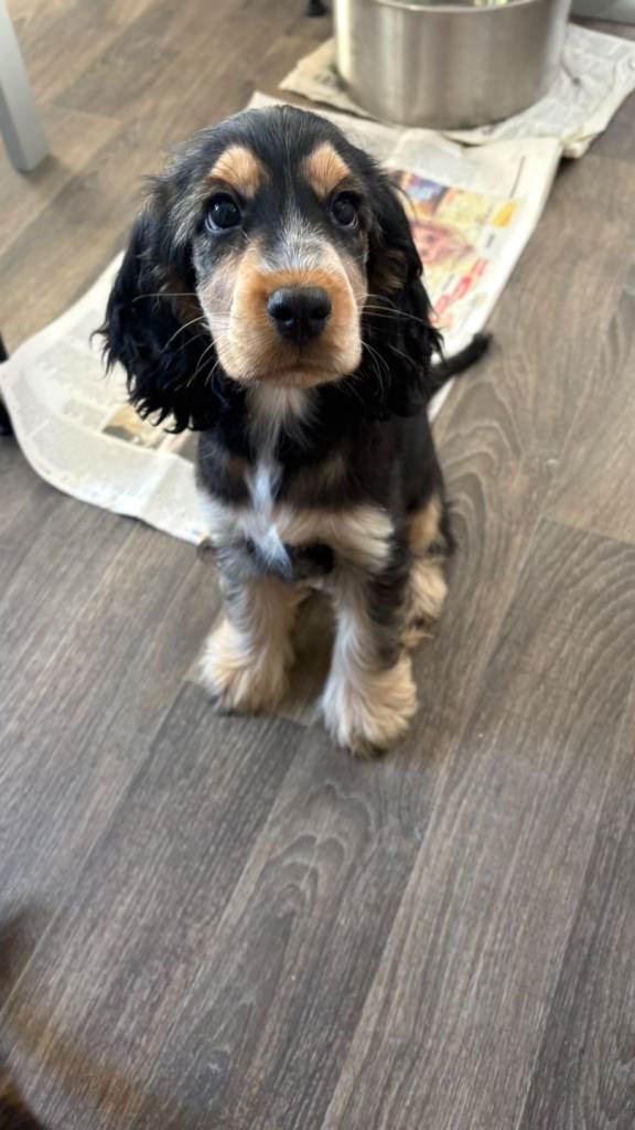 LAST ONE LEFT Show Cocker Spaniel Puppies
