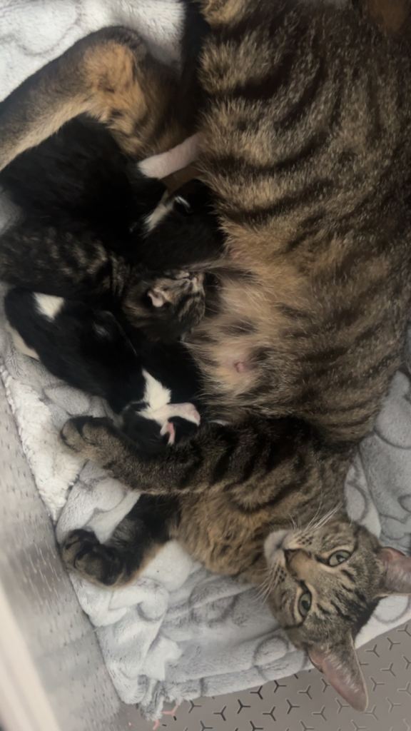  4 Bengal x Ragdoll Kittens (READY TO LEAVE 8th SEPTEMBER)