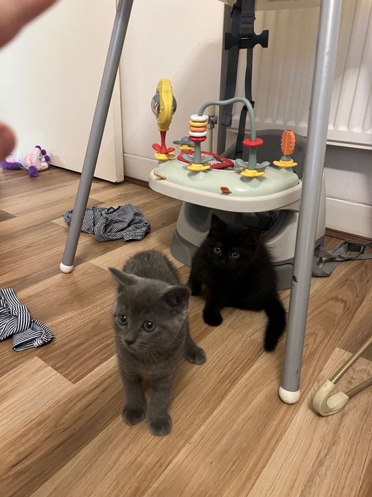 British shorthair girls 