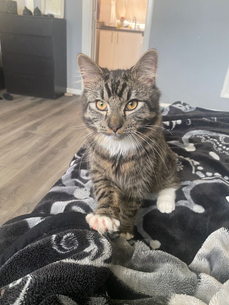6 month old kitten needing a new home 
