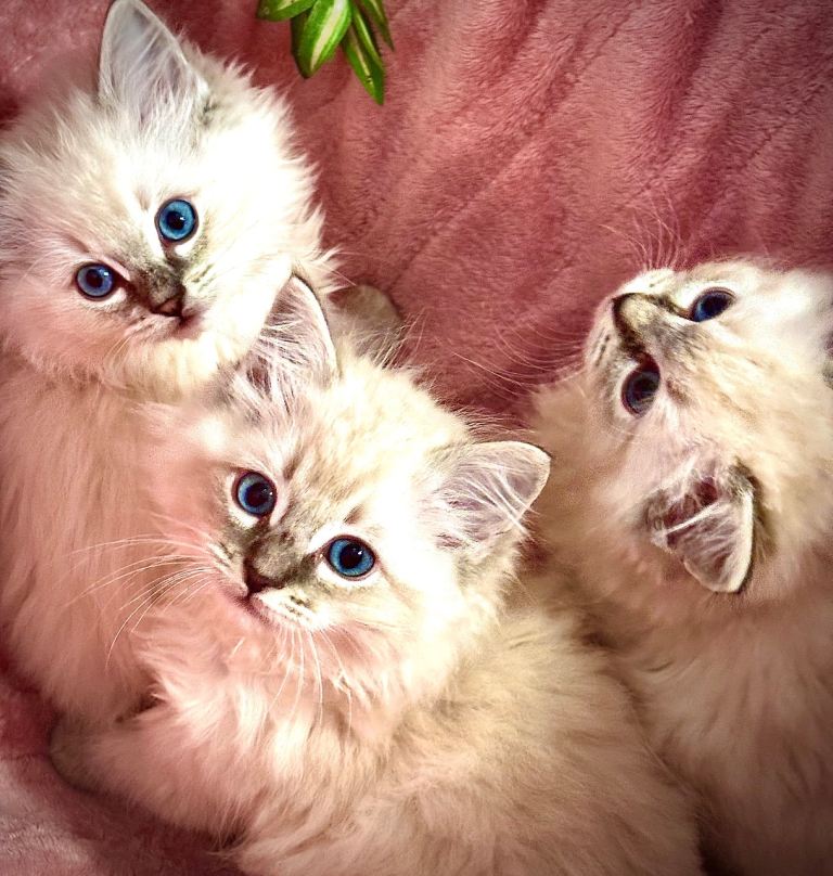 Ragdoll Lynx Point kittens