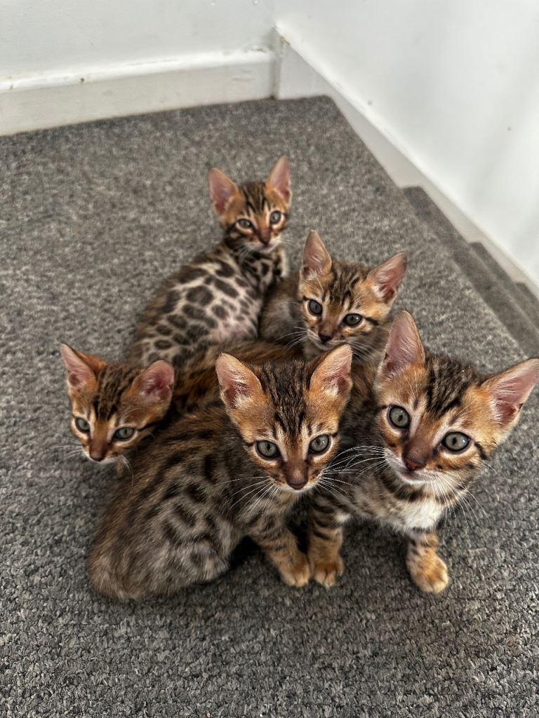 Beautiful Bengal Kittens Available 🐾❤️