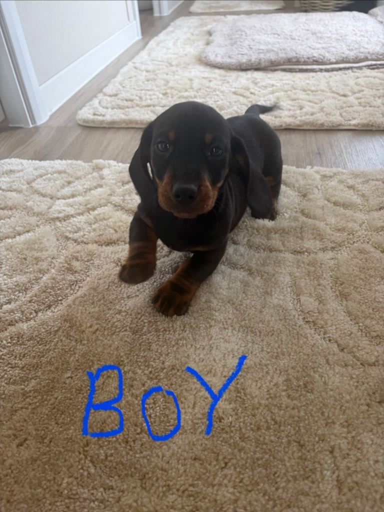 Dachshund puppies ready to go now!