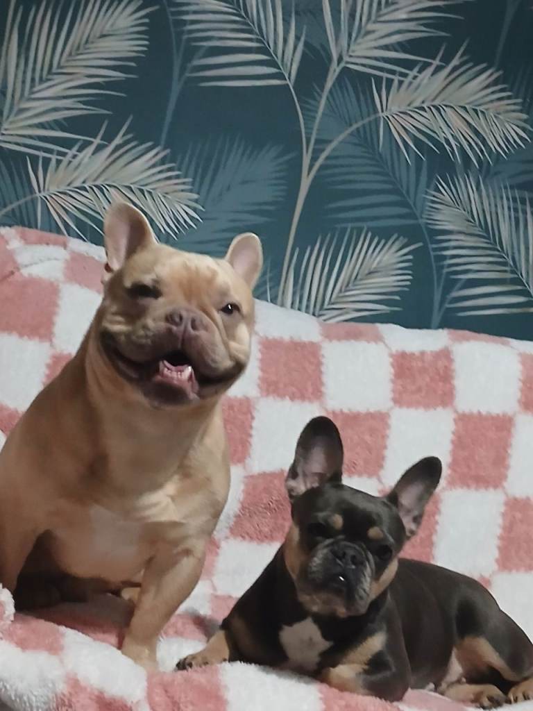 French bulldog puppies