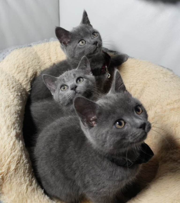 Three British Shorthair Boys 🐾