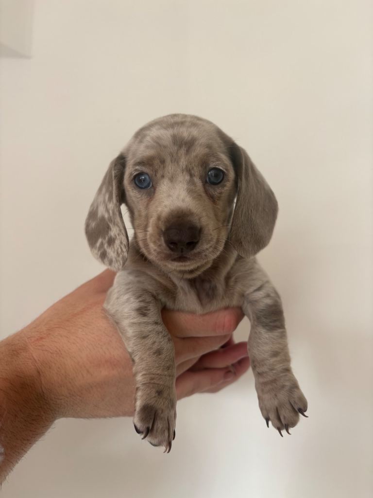 Dachshund puppies 
