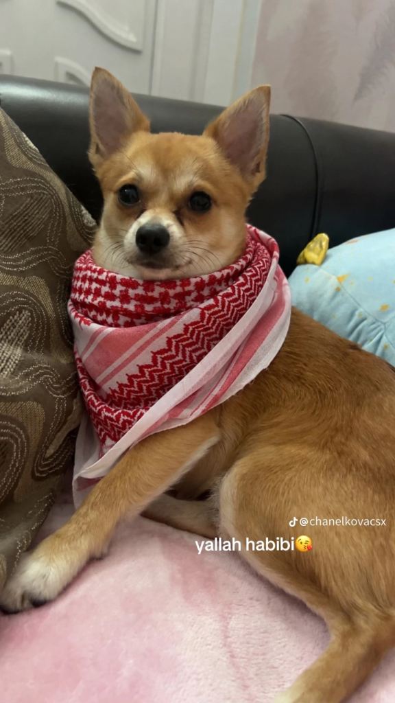 Dog for sale 