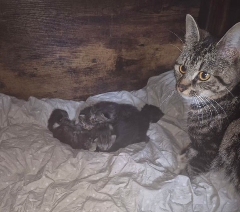 Maine coon x Tabby x Bengal kittens for sale