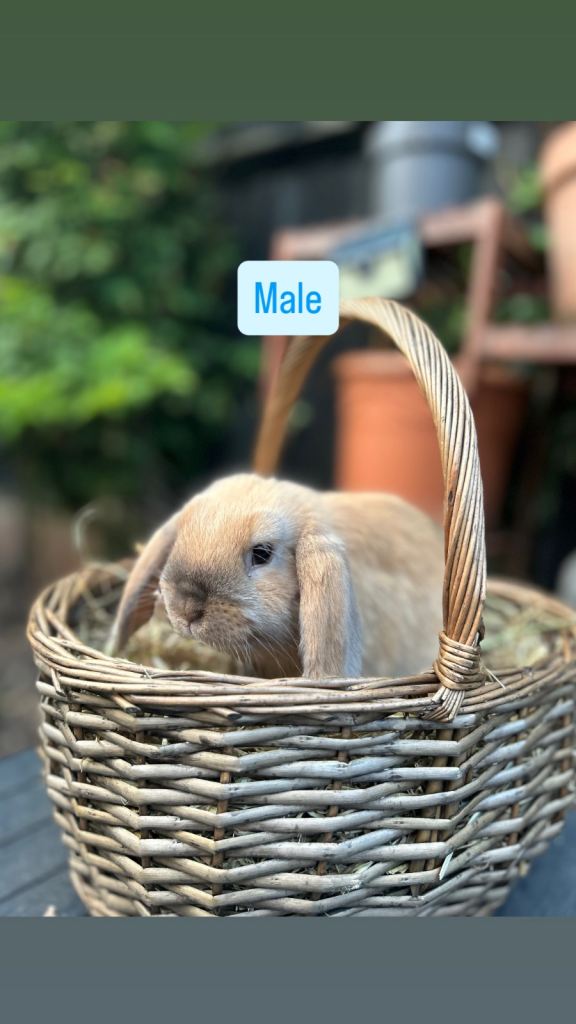 Mini Lop Baby Rabbits (Ready To Leave Now)