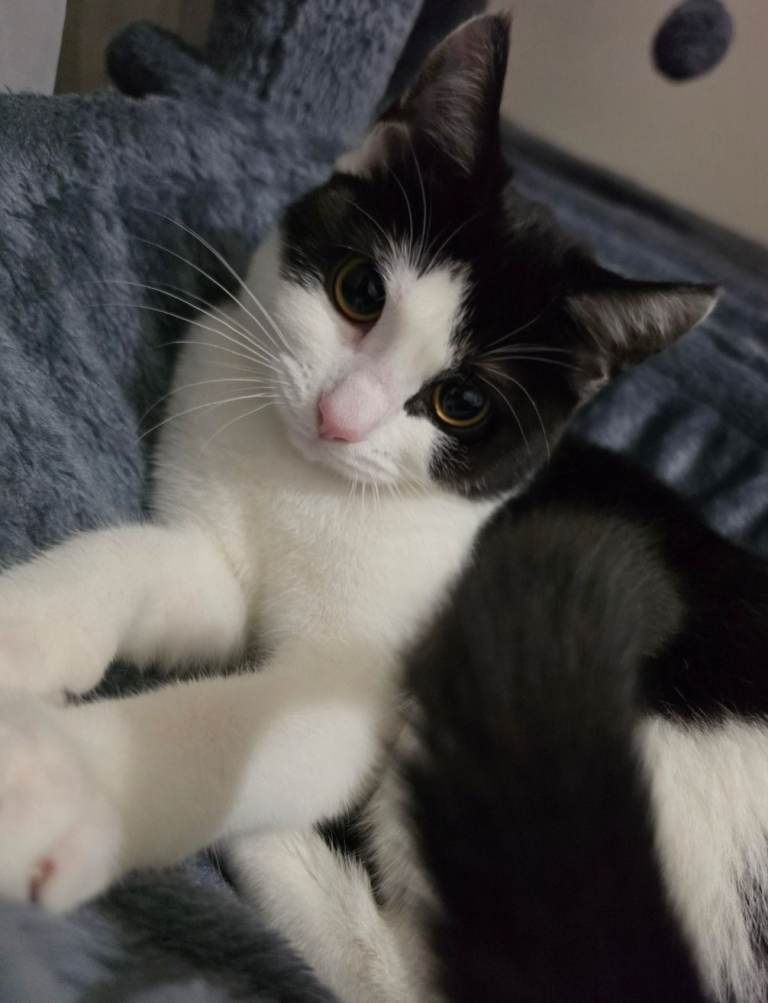 Mila needs a new home