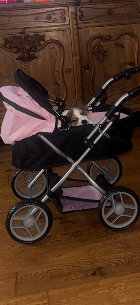 Peggy female pup  for sale 8week old 