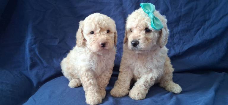 F1b minature cockapoos, dna tested clear!