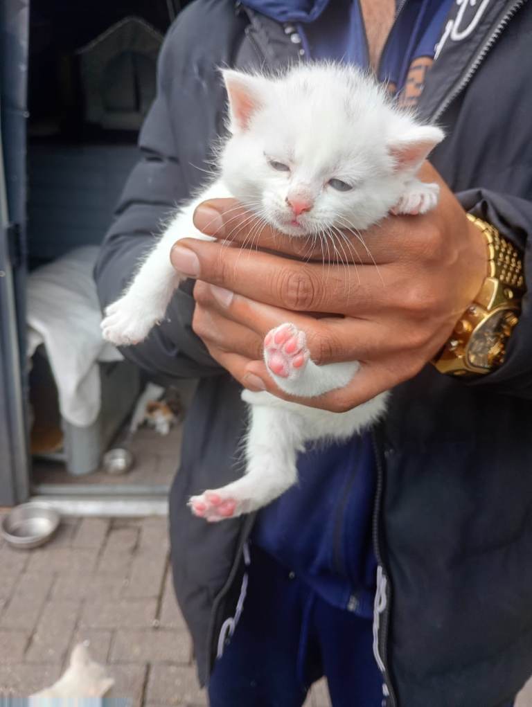 4 Cats, 2X White, 1 Ginger & Pure Black