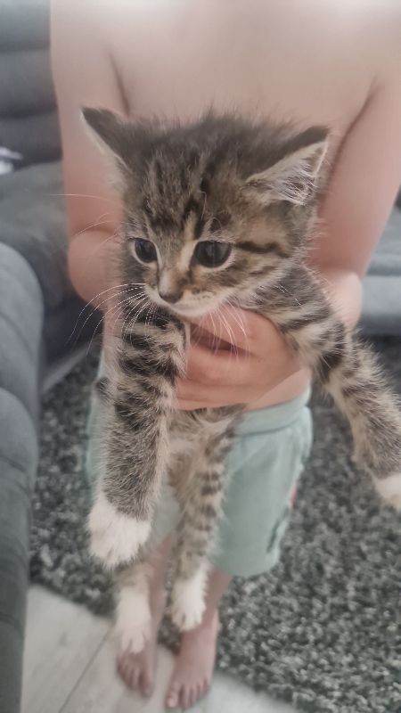 Female kitten