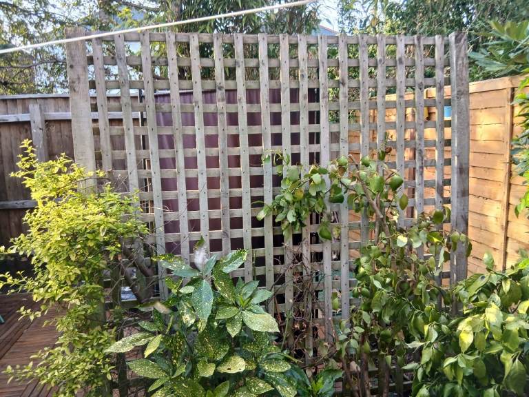 3 Trellises