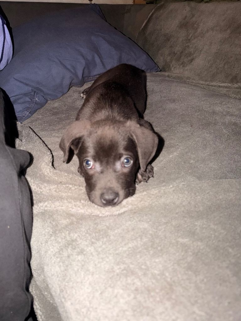 ❗️ ready to leave only 1 girl. Been let down ❗️Cane corso X Caucasian Shepherd puppies