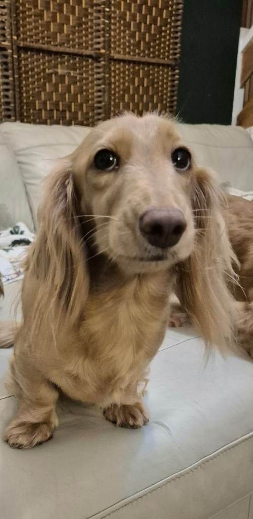 Miniature dachshund KC reg, longhaired cream