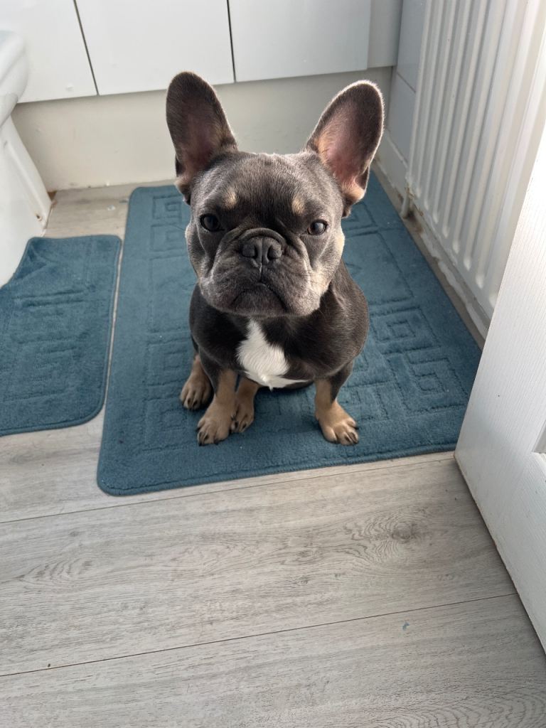 French bulldog 