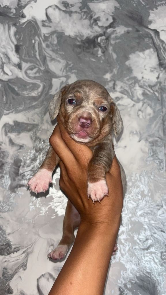 Kc reg mini dachshunds🐶🔥