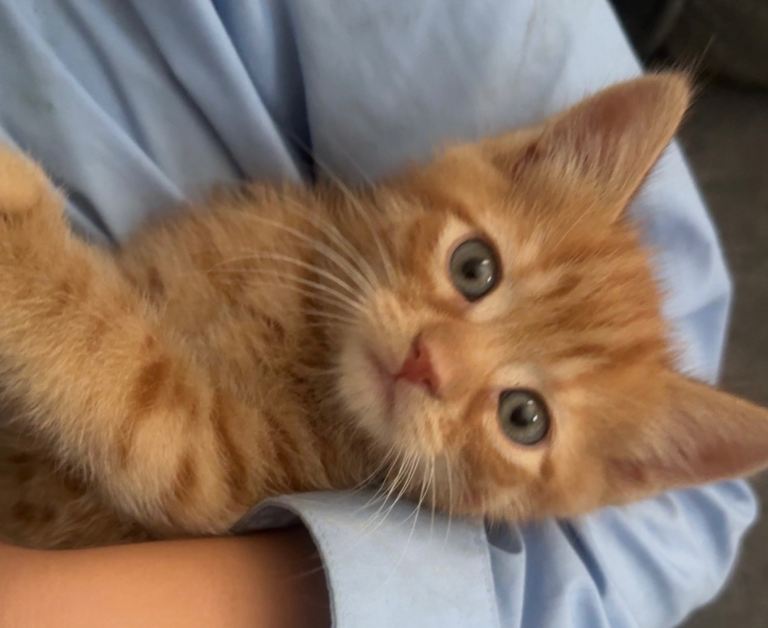 2 stunning Persian X kittens looking for forever home 