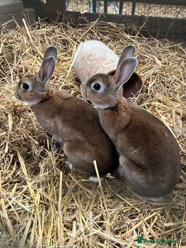 Male rex rabbits 
