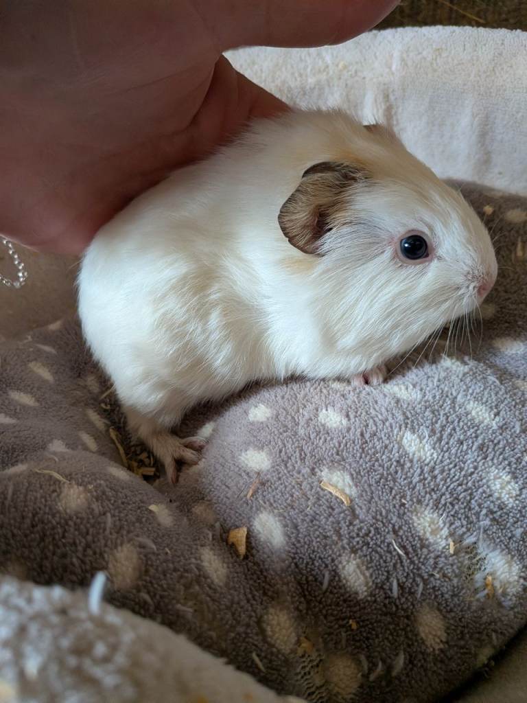 Baby boy guinea pigs