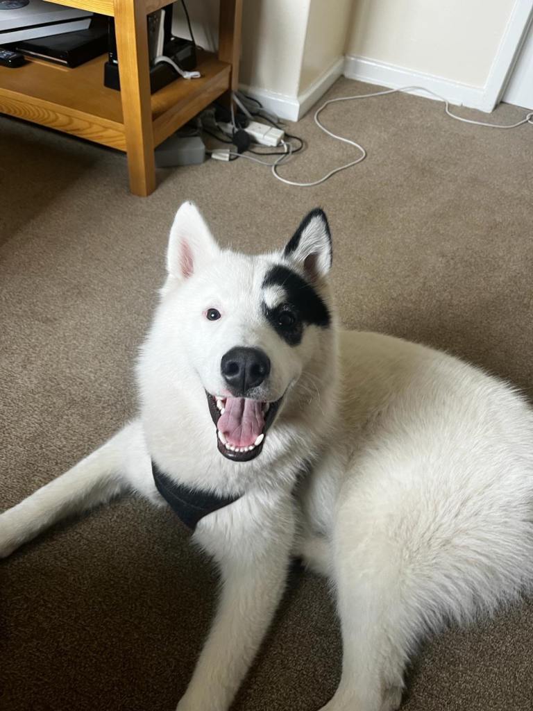 Siberian husky 