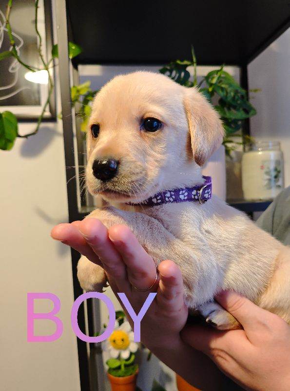 Labrador retriever puppies 