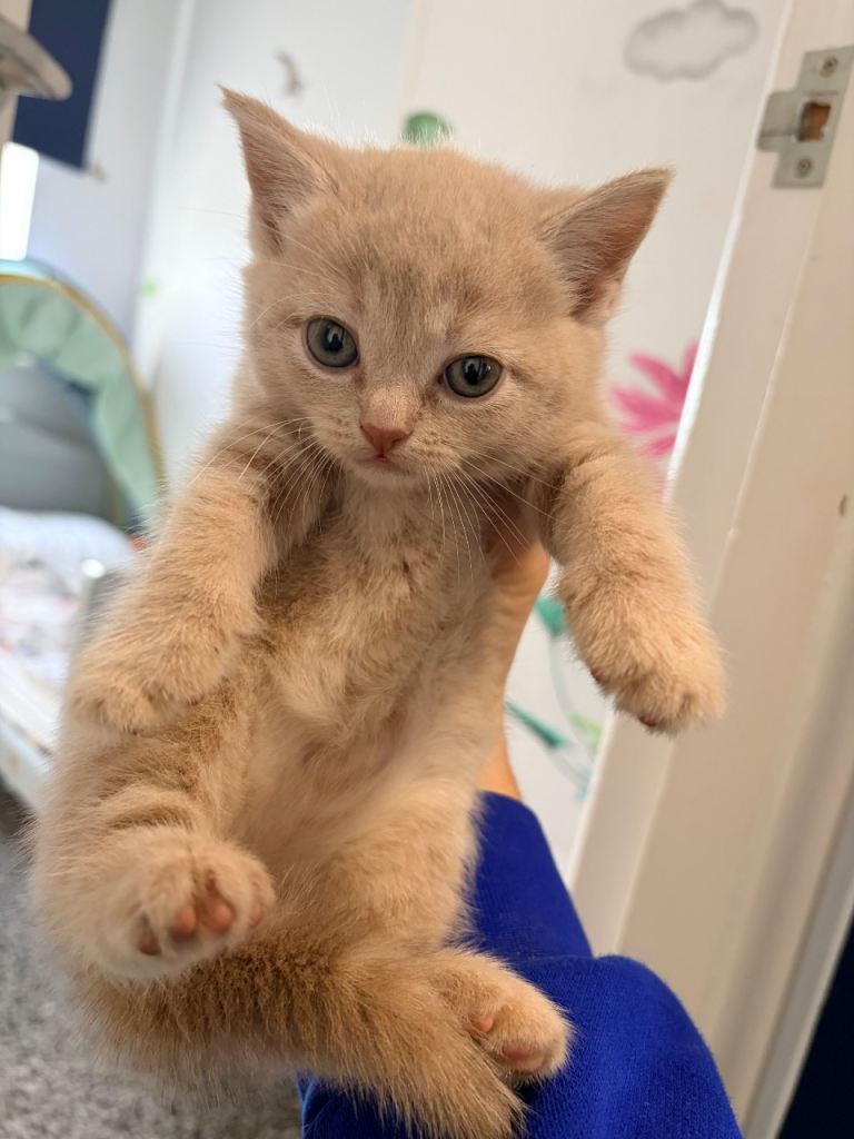 Half Persian Kittens