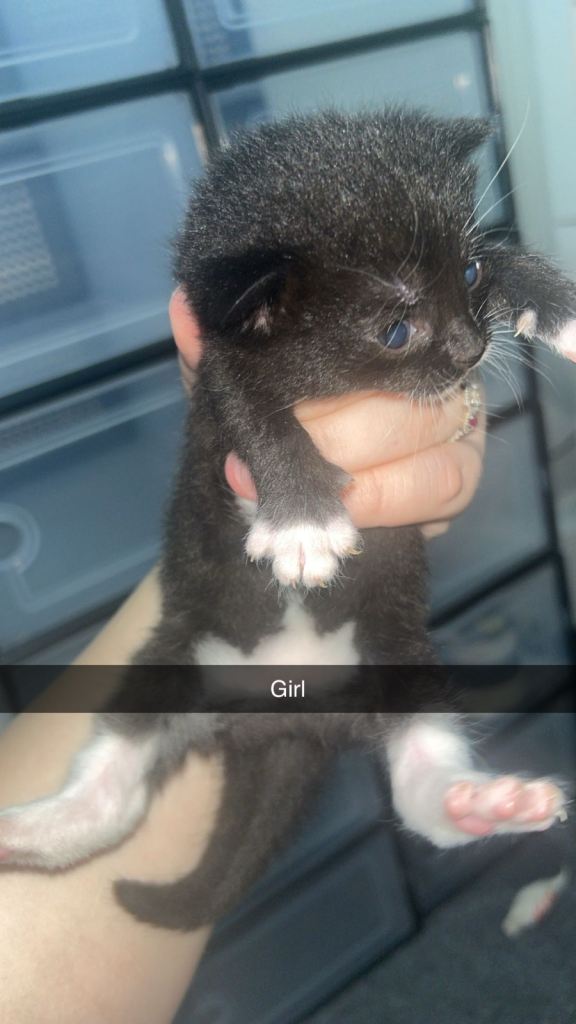 British short haired kittens 