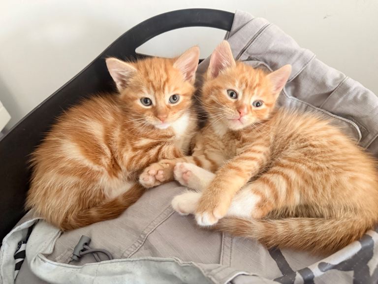 ✅ TWO ORANGE 8 WEEK OLD KITTENS FOR SALE