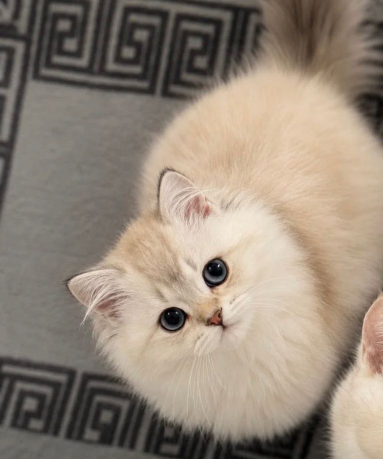 British longhair kitten available  