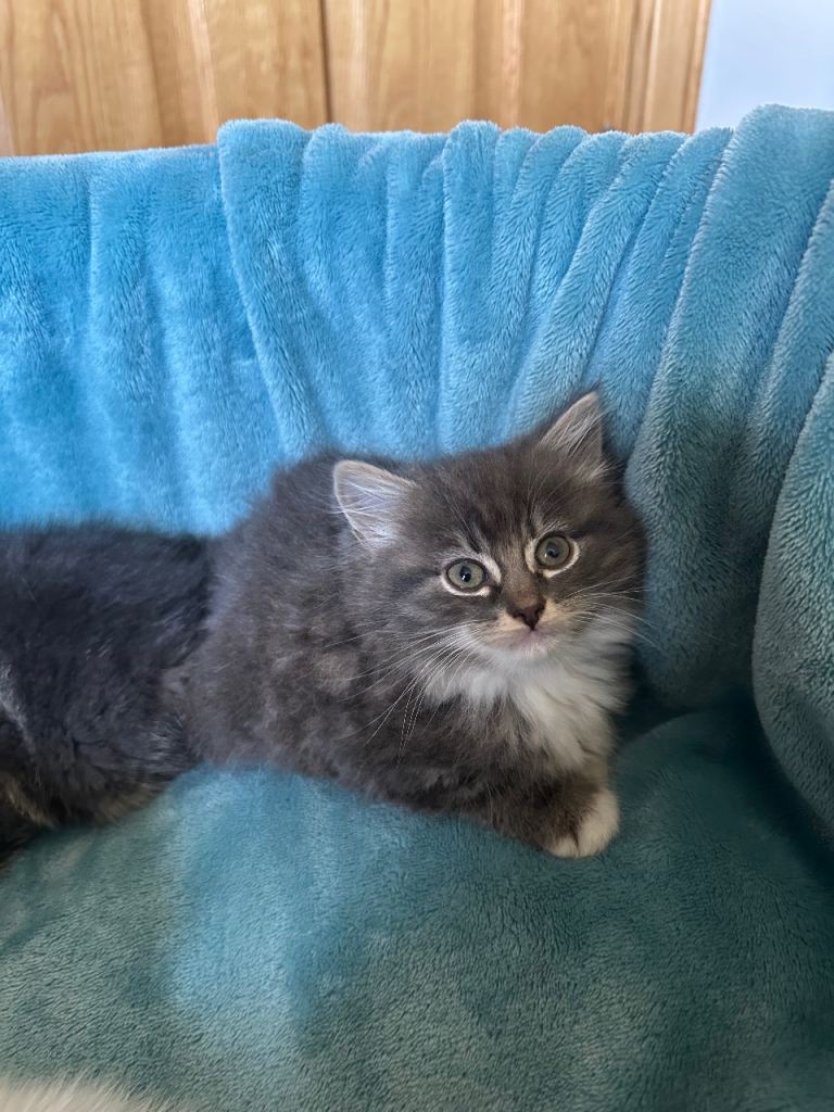 Kittens