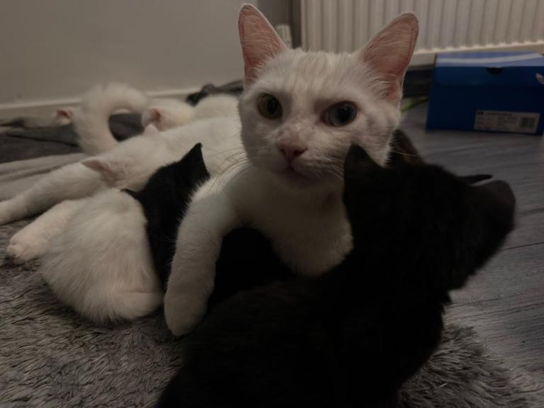 Beautiful kittens,mixed breed 