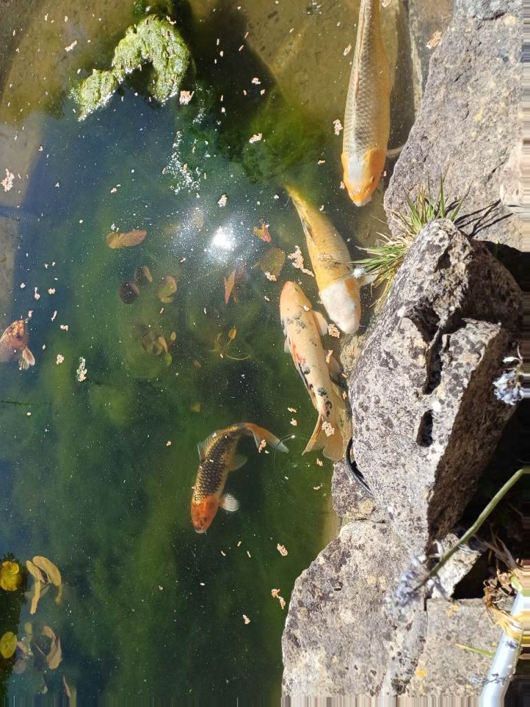 Large koi