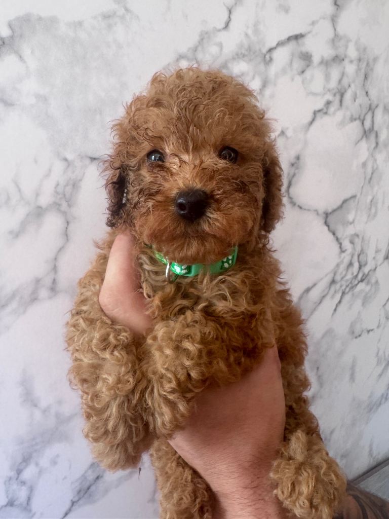 Beautiful Litter Toy Poodle Puppies 
