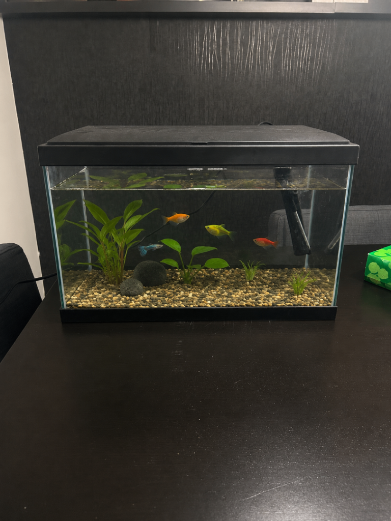 Aquarium with decoration