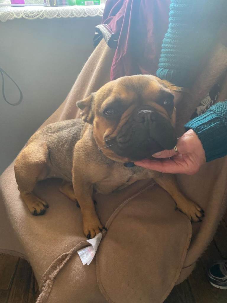 3 year old small female French bulldog 