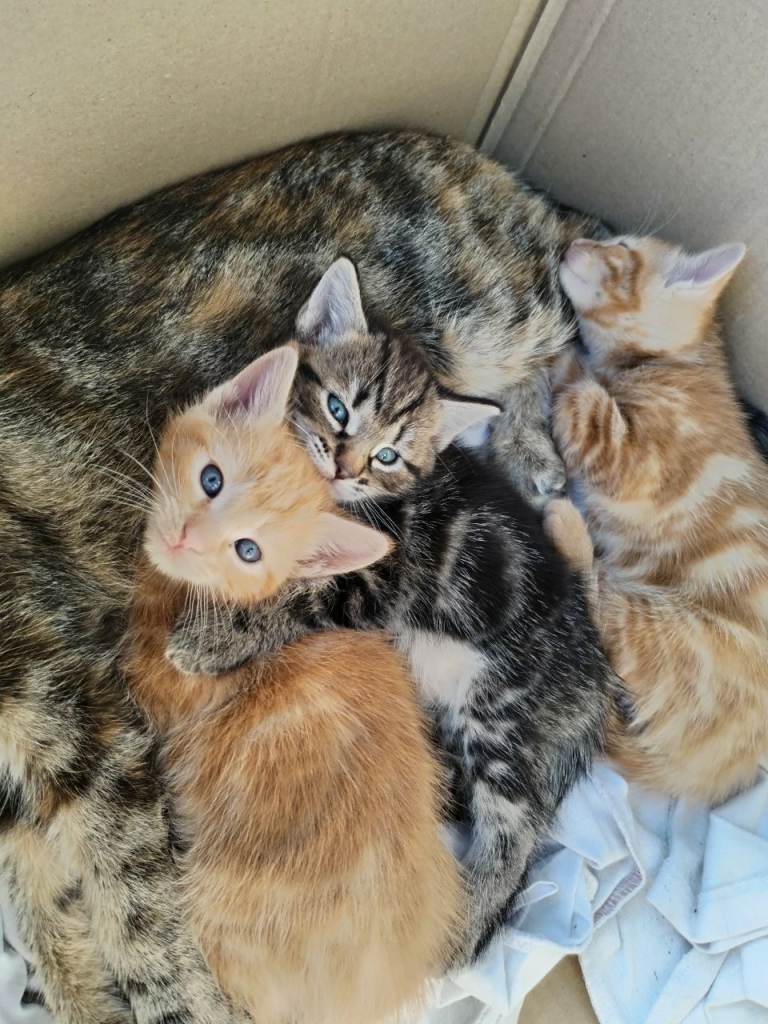 Beautifull kittens ready to a New home