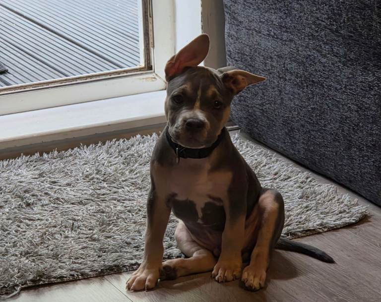 Male American pocket bully cross 