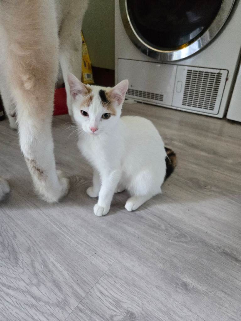 Female Calico Ragdol mix